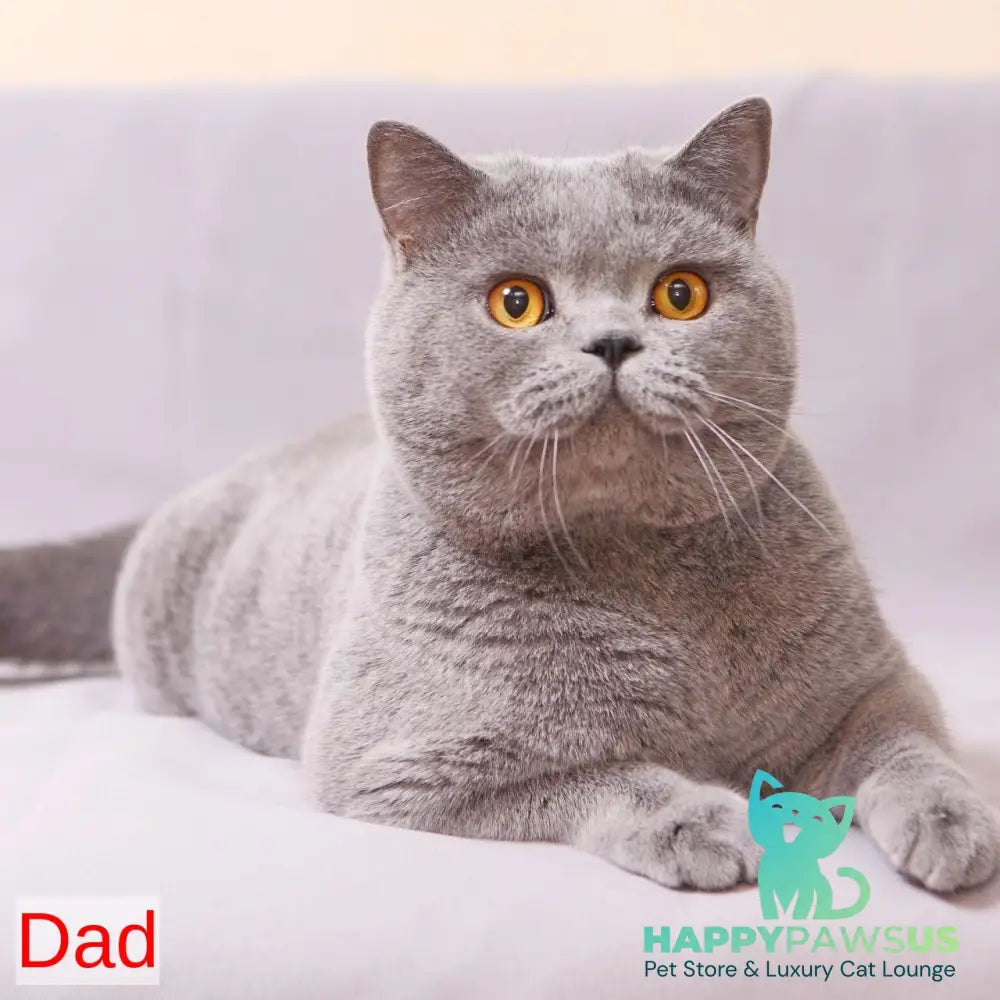 Reivakh British Shorthair male blue - live animals