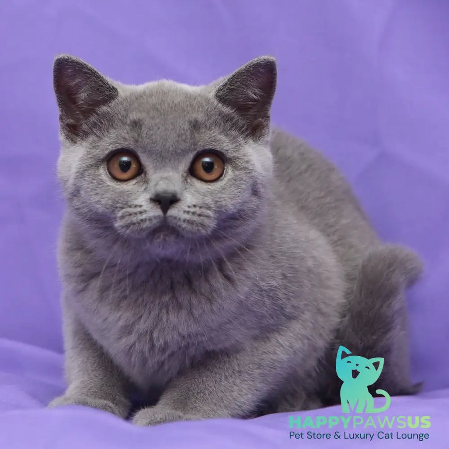 Reivakh British Shorthair male blue - live animals