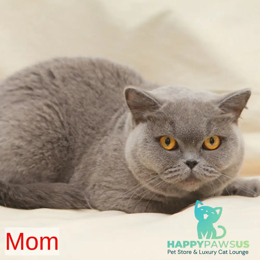 Reivakh British Shorthair male blue - live animals