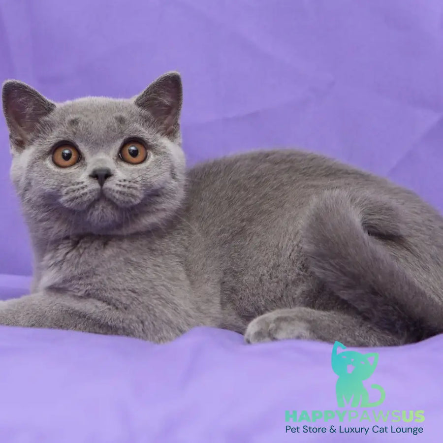Reivakh British Shorthair male blue - live animals