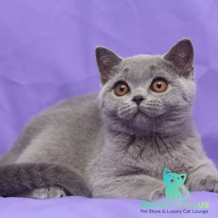 Reivakh British Shorthair male blue - live animals