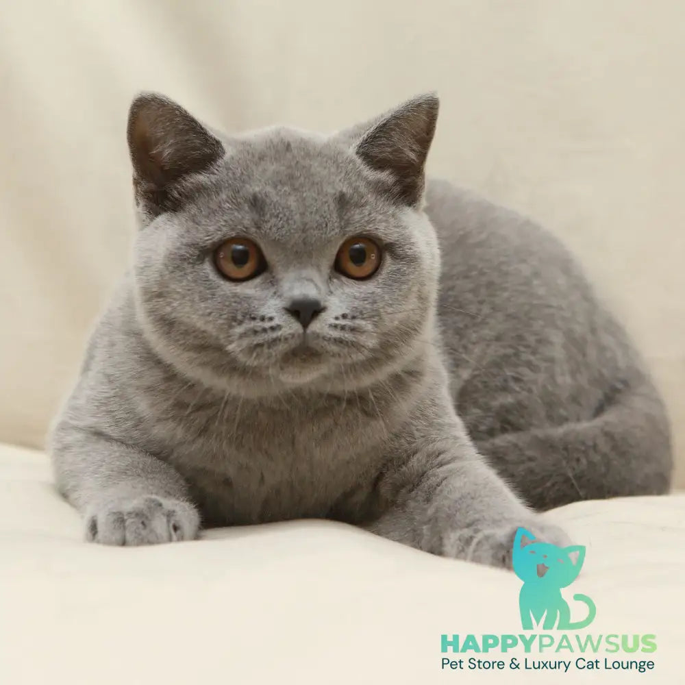 Reivakh British Shorthair male blue - live animals