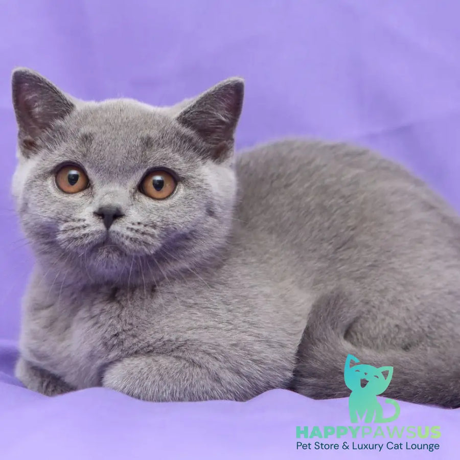 Reivakh British Shorthair male blue - live animals