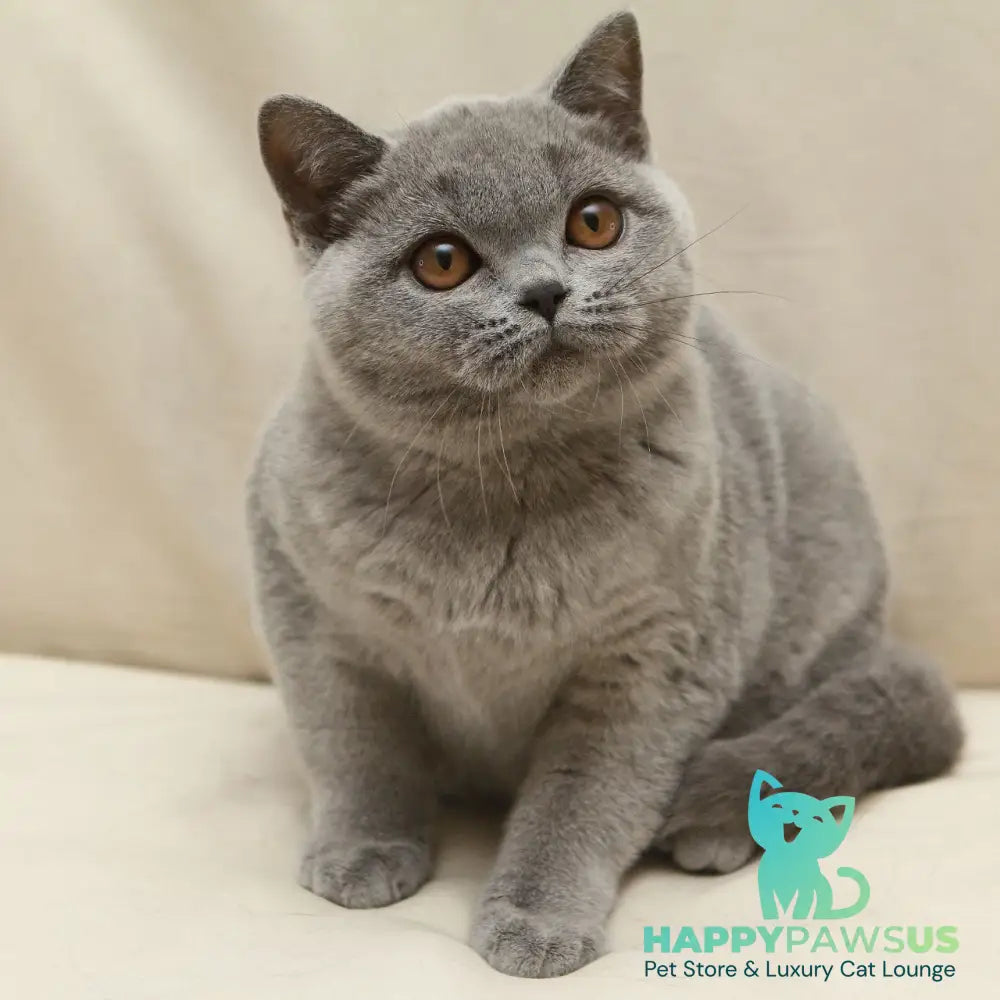 Reivakh British Shorthair male blue - live animals