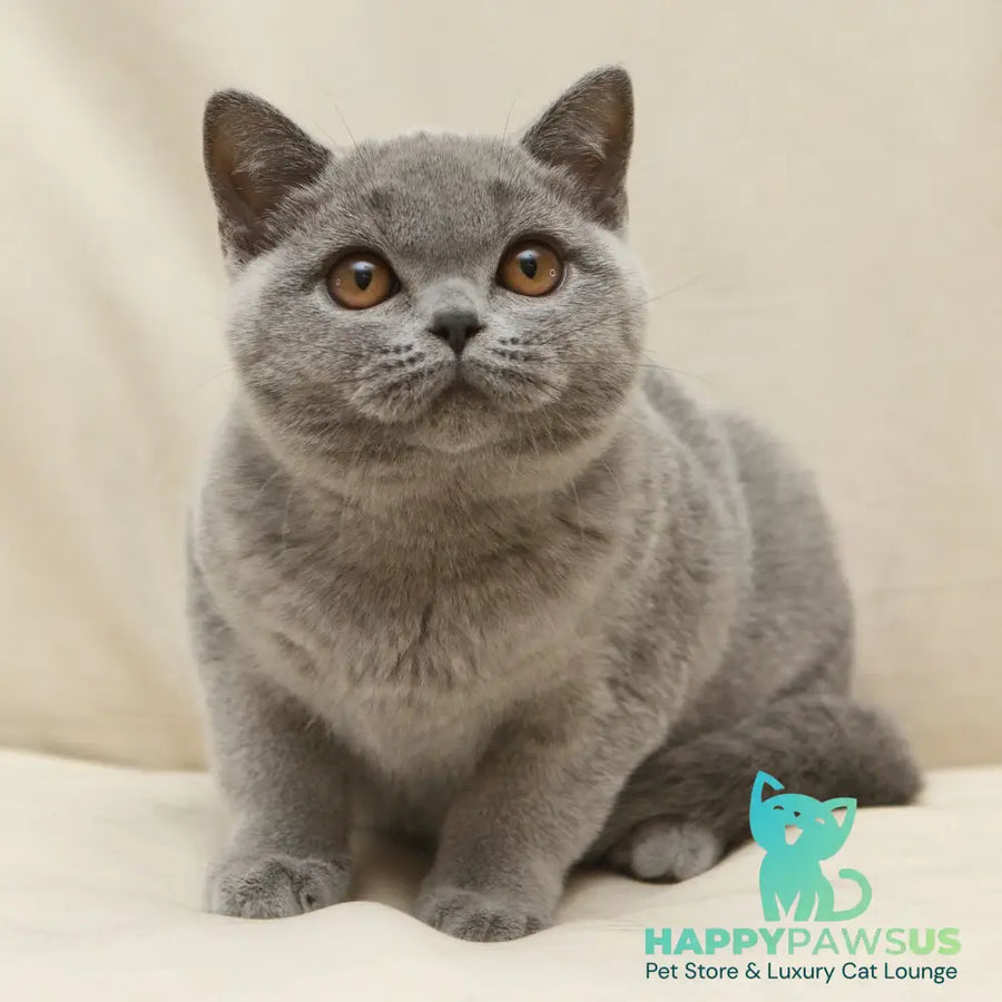 Reivakh British Shorthair male blue - live animals