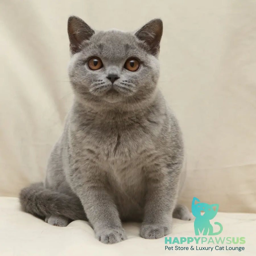 Reivakh British Shorthair male blue - live animals