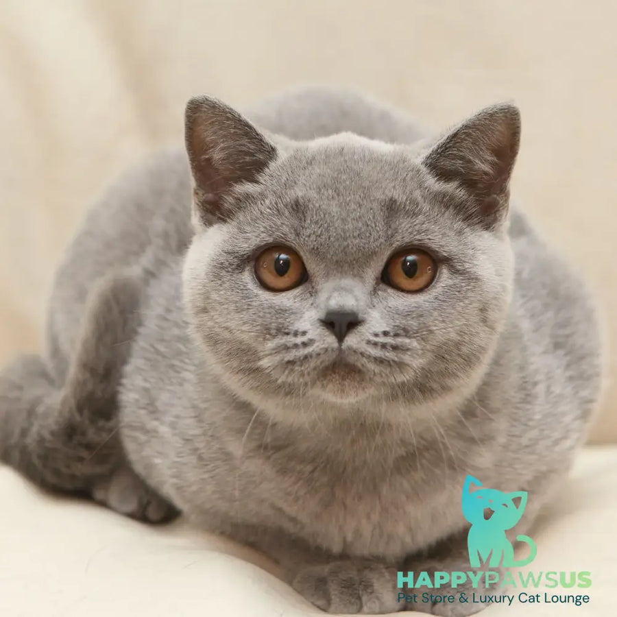 Reivakh British Shorthair male blue - live animals