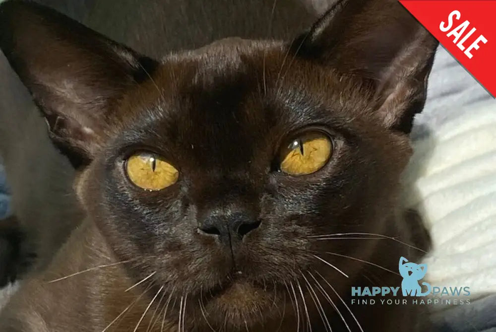 Relaks Burmese male black - live animals