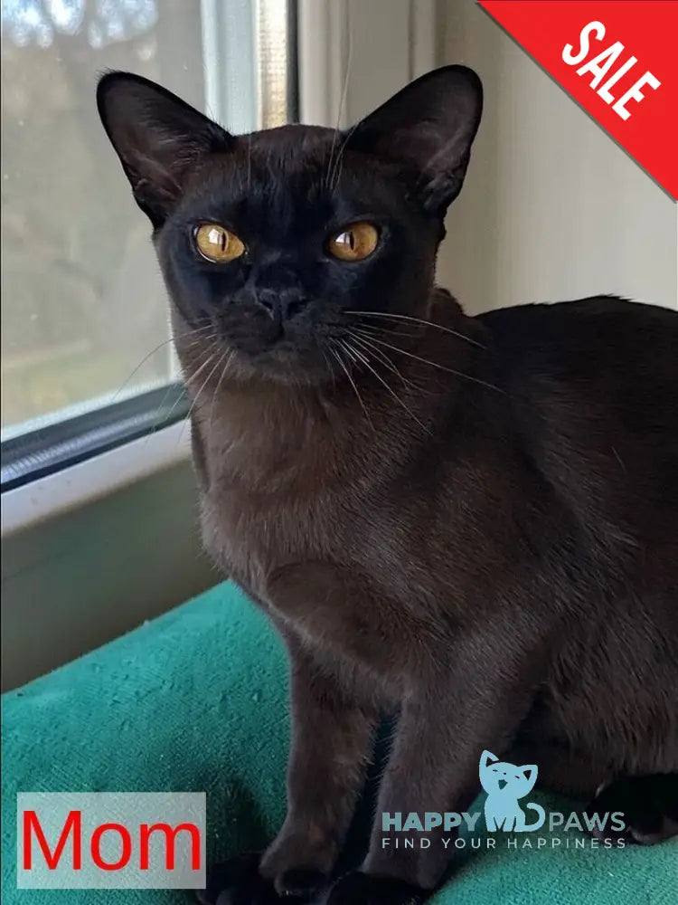 Relaks Burmese male black - live animals