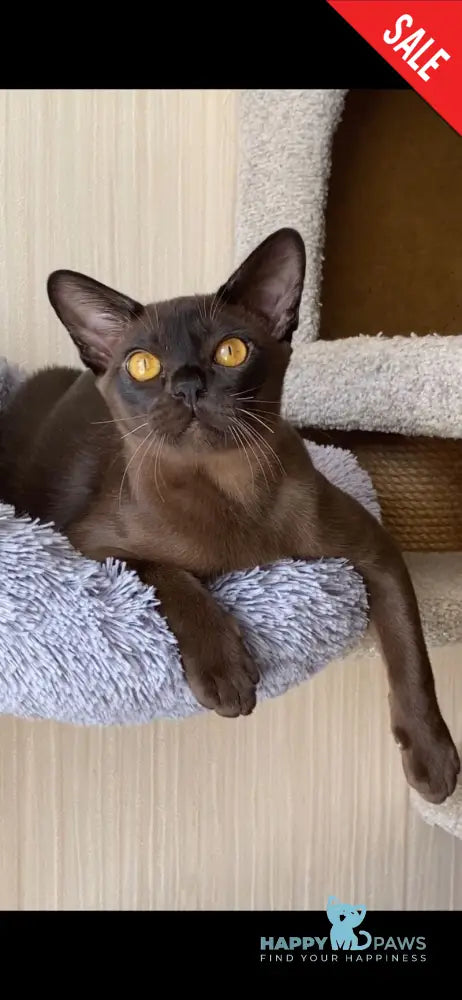 Relaks Burmese male black - live animals