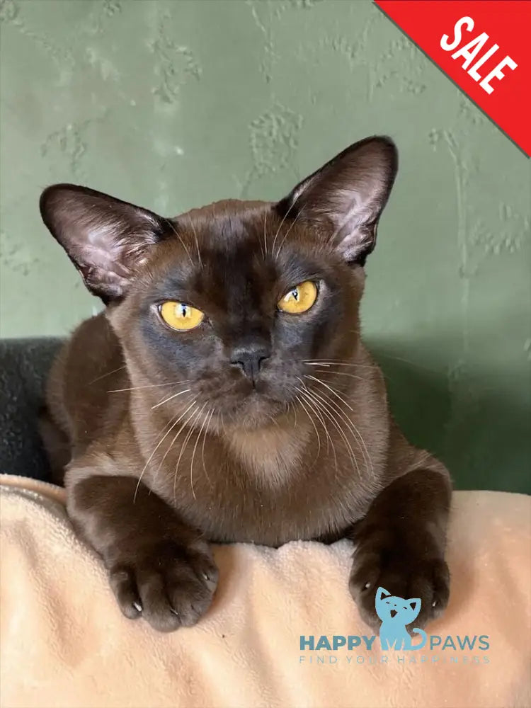 Relaks Burmese male black - live animals