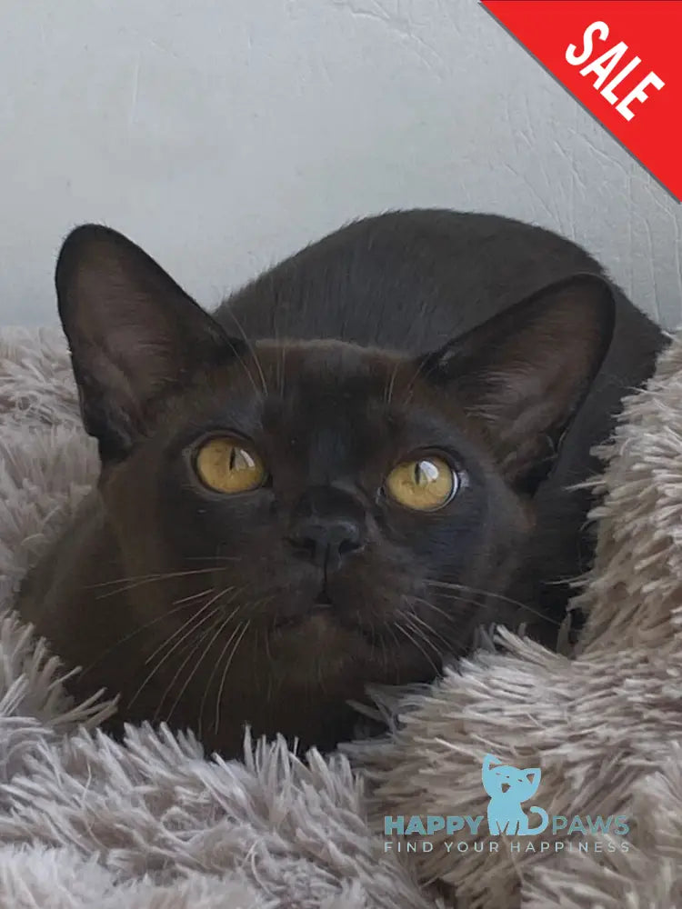 Relaks Burmese male black - live animals
