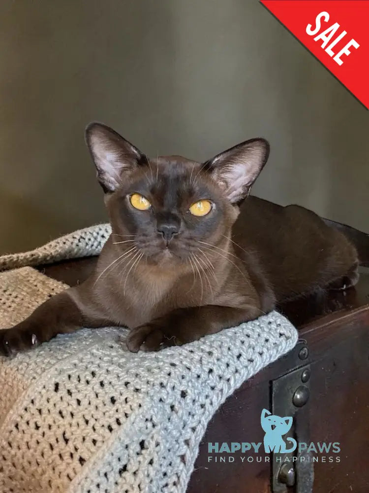 Relaks Burmese male black - live animals