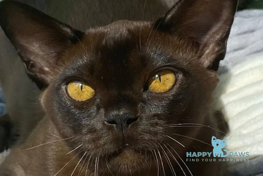 Relaks Burmese male black - live animals