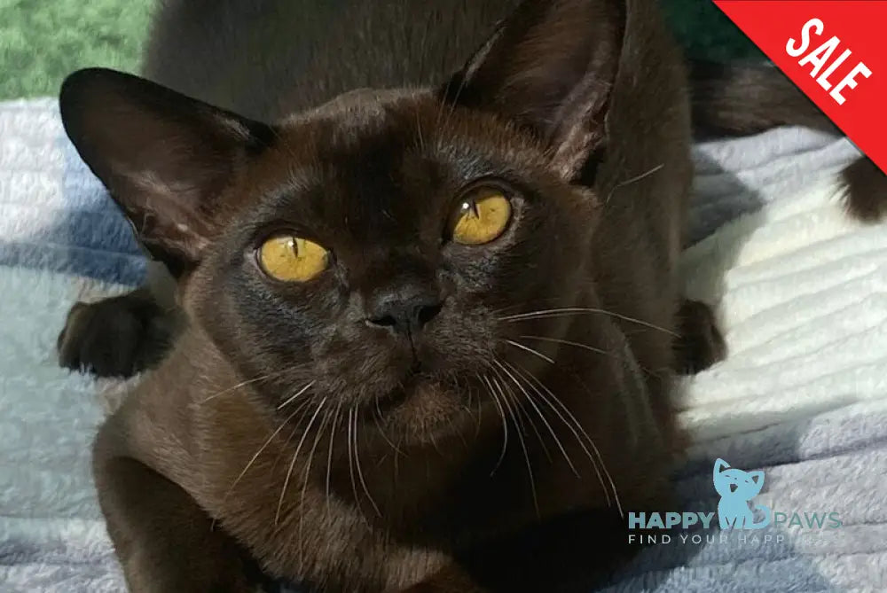 Relaks Burmese male black - live animals