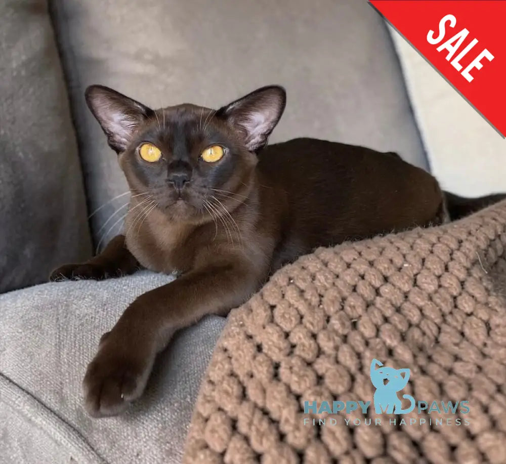 Relaks Burmese male black - live animals
