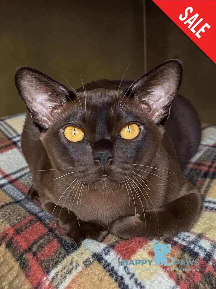 Relaks Burmese male black - live animals