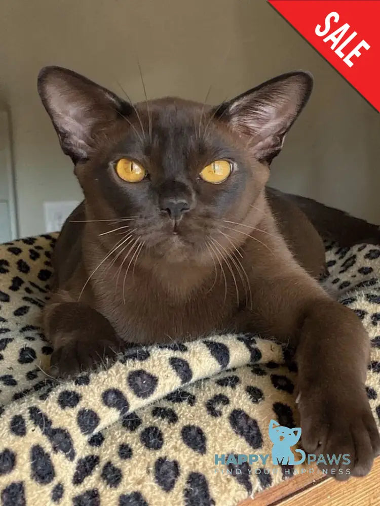 Relaks Burmese male black - live animals