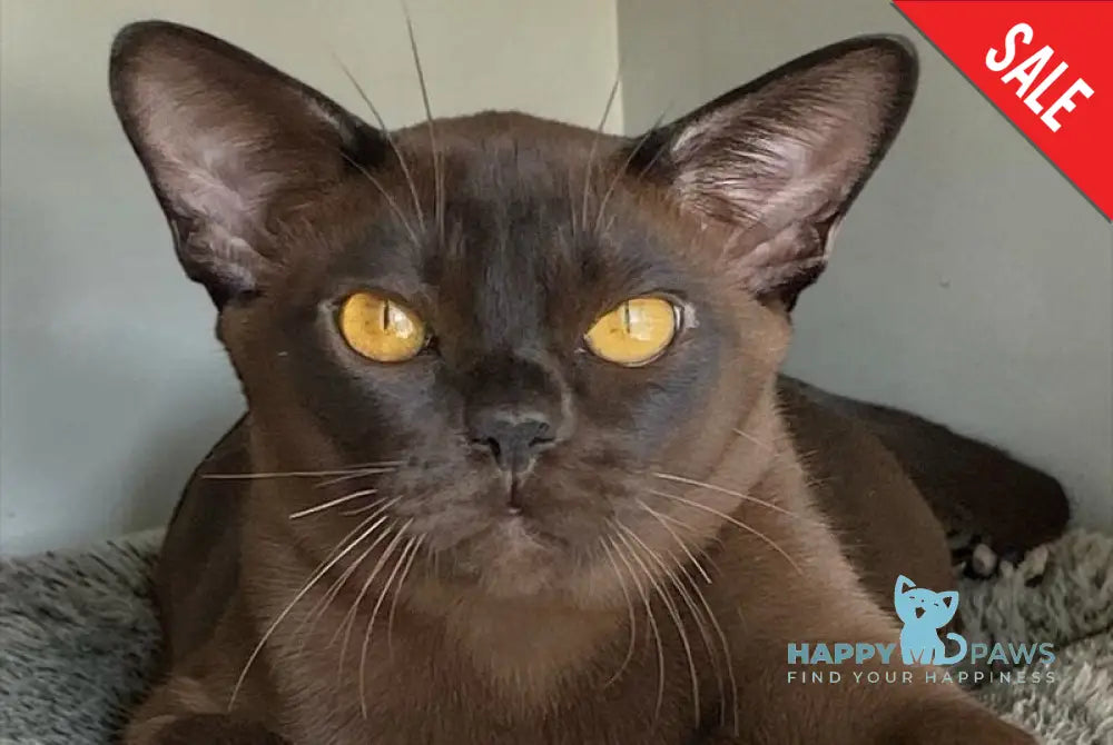 Relaks Burmese male black - live animals