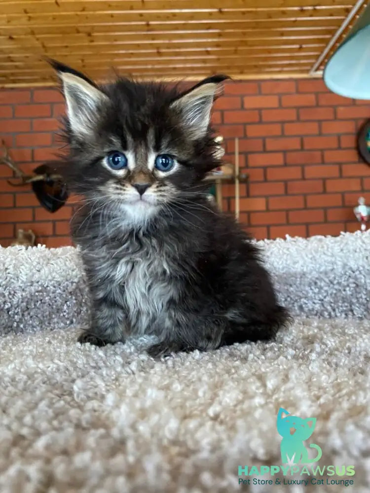 Rellisia Maine Coon female black tabby live animals