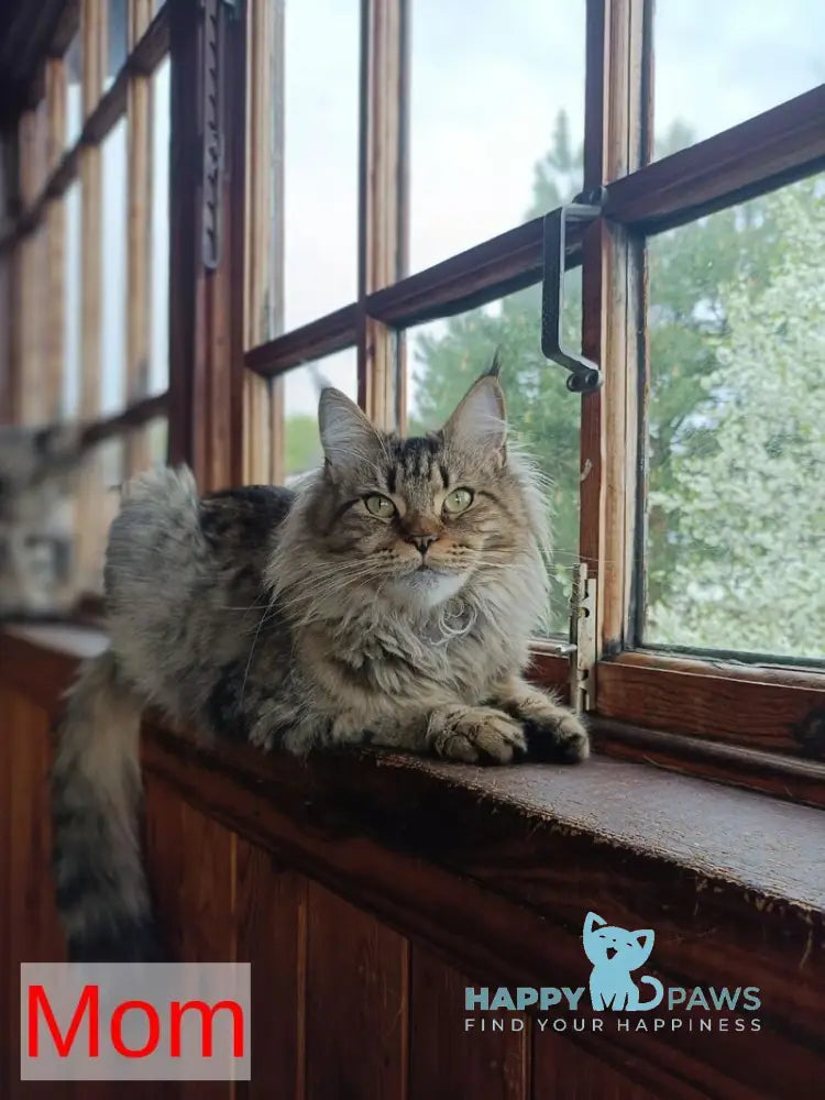 Rellisia Maine Coon female black tabby live animals