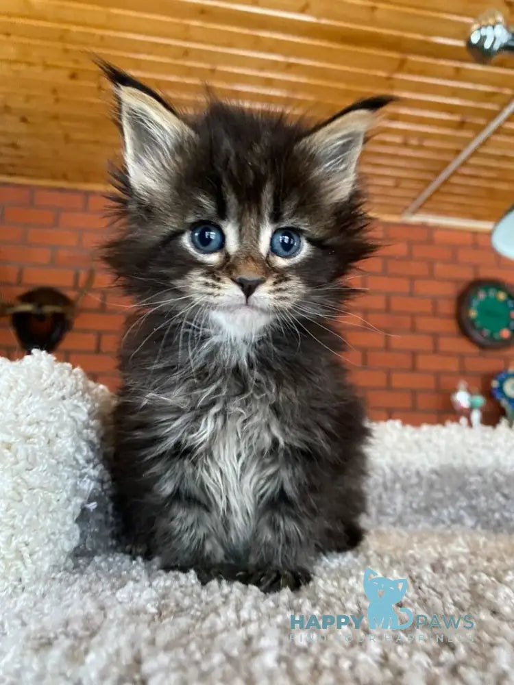 Rellisia Maine Coon female black tabby live animals