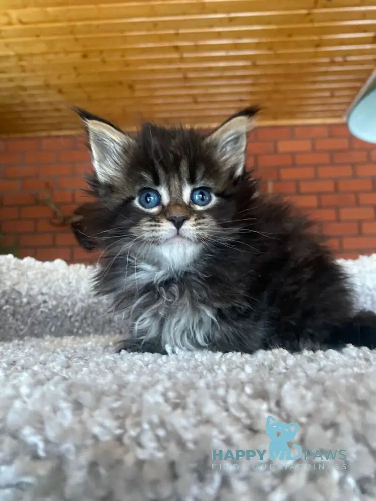 Rellisia Maine Coon female black tabby live animals