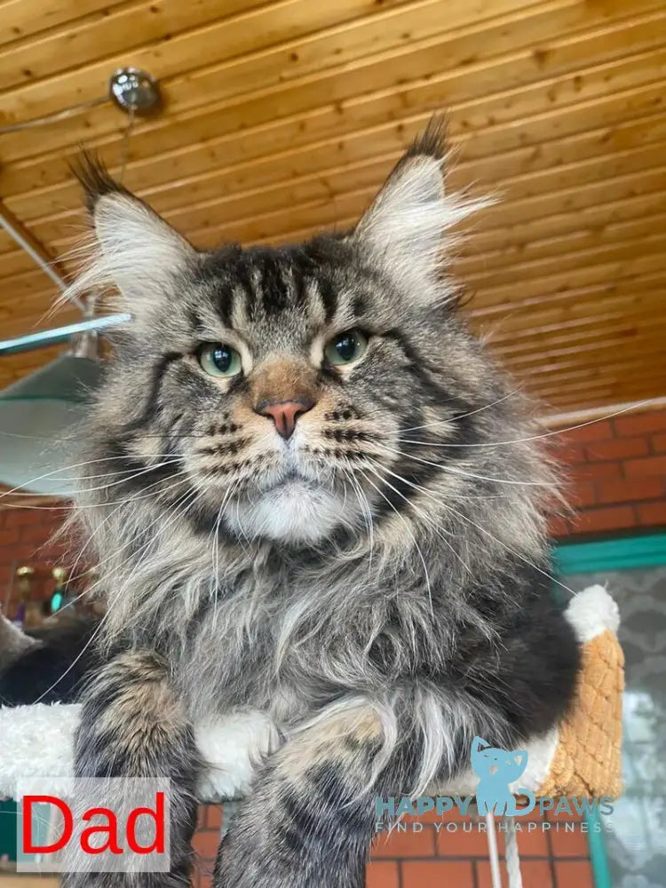 Rellisia Maine Coon female black tabby live animals