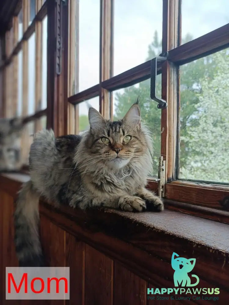 Rellisia Maine Coon female black tabby live animals