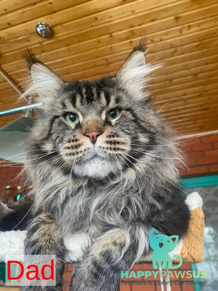 Rellisia Maine Coon female black tabby live animals