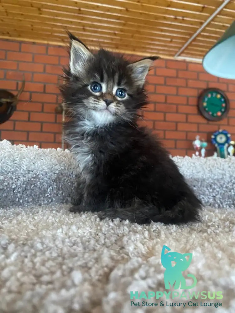 Rellisia Maine Coon female black tabby live animals