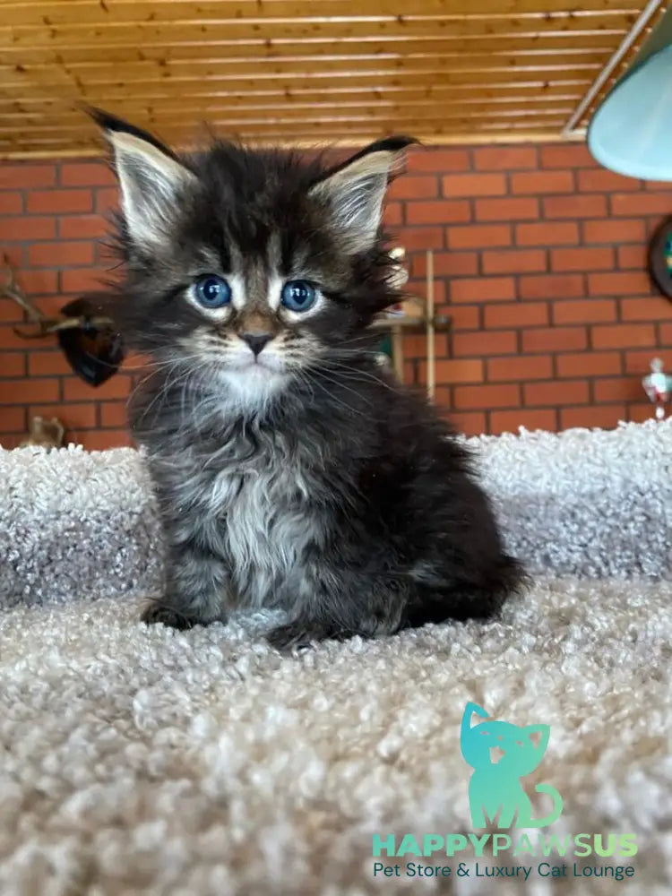 Rellisia Maine Coon female black tabby live animals
