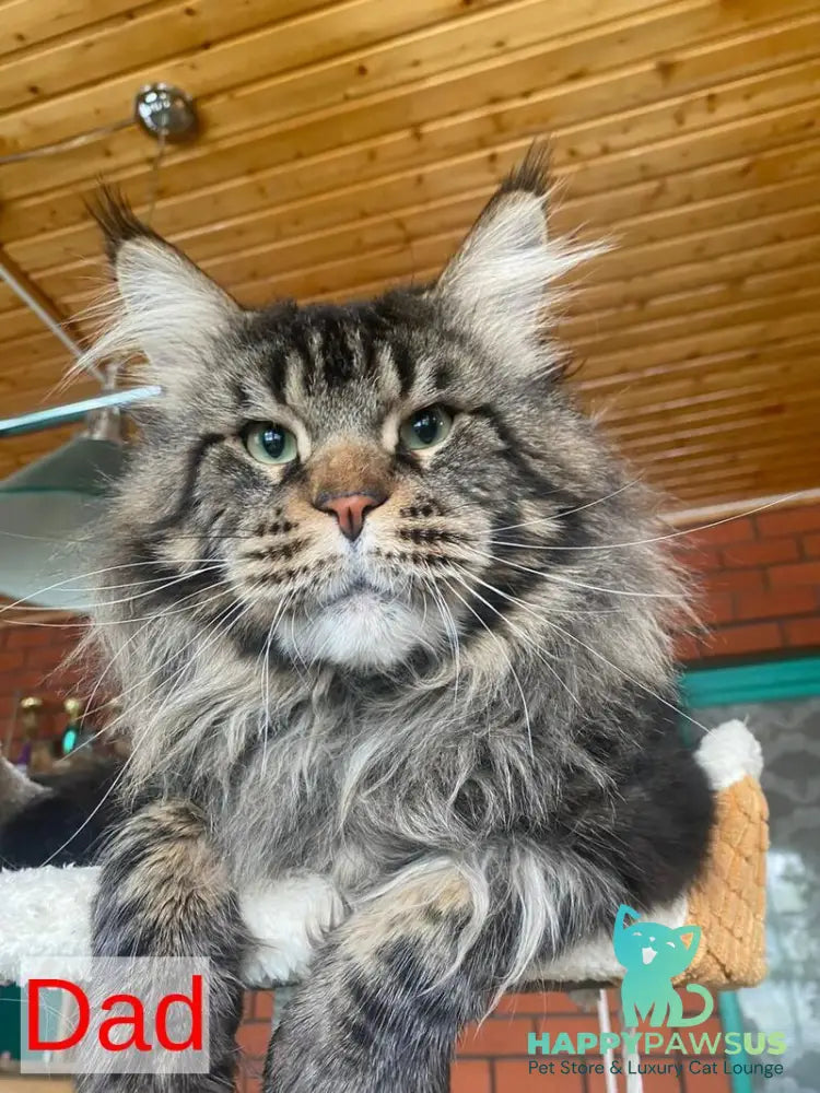 Rellisia Maine Coon female black tabby live animals