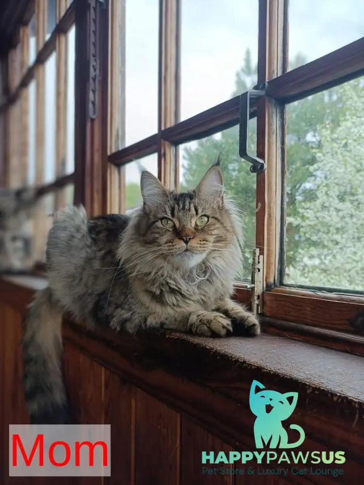 Rellisia Maine Coon female black tabby live animals