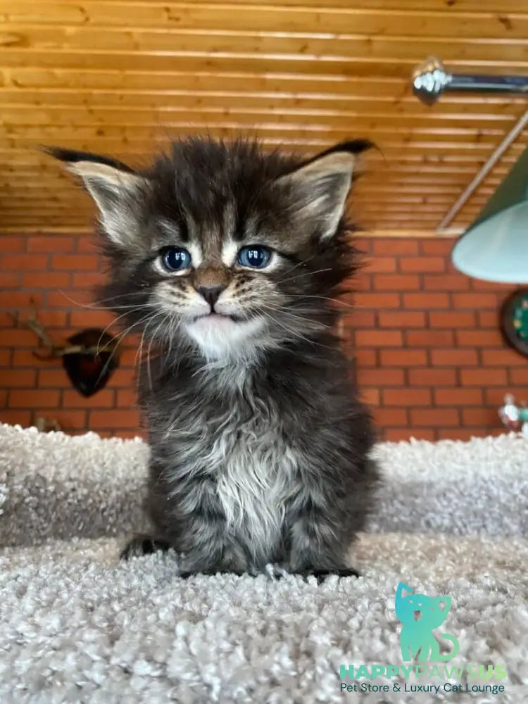 Rellisia Maine Coon female black tabby live animals