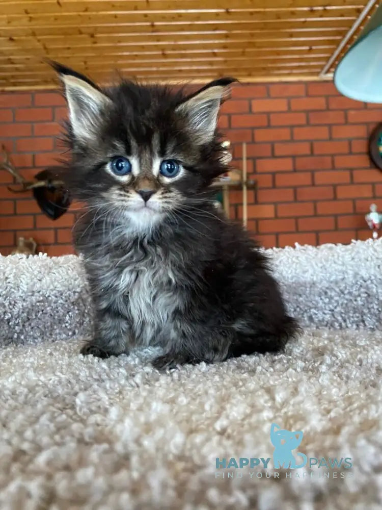 Rellisia Maine Coon female black tabby live animals