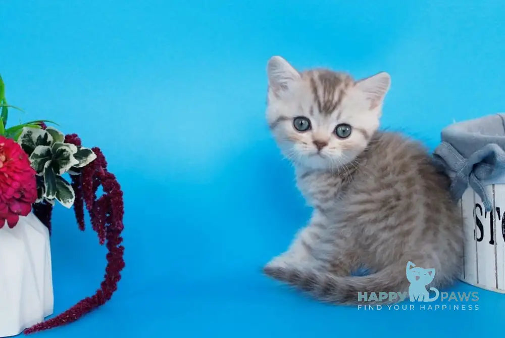 Rem British Shorthair male chocolate silver spotted tabby live animals