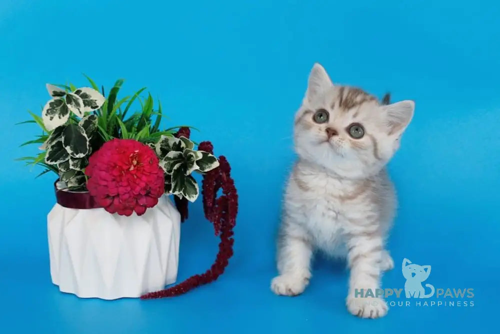 Rem British Shorthair male chocolate silver spotted tabby live animals