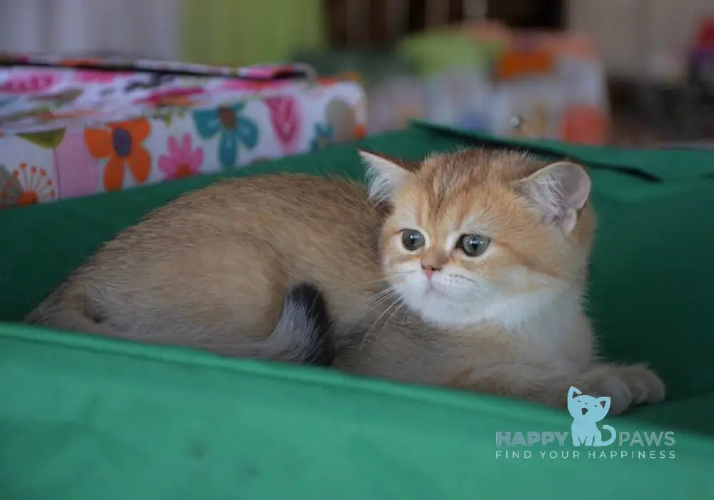 Rembo Scottish Straight male black golden ticked tabby live animals