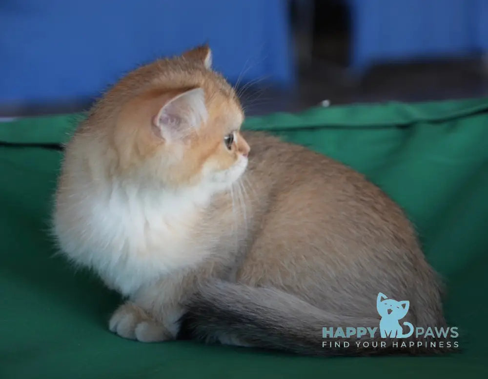 Rembo Scottish Straight male black golden ticked tabby live animals