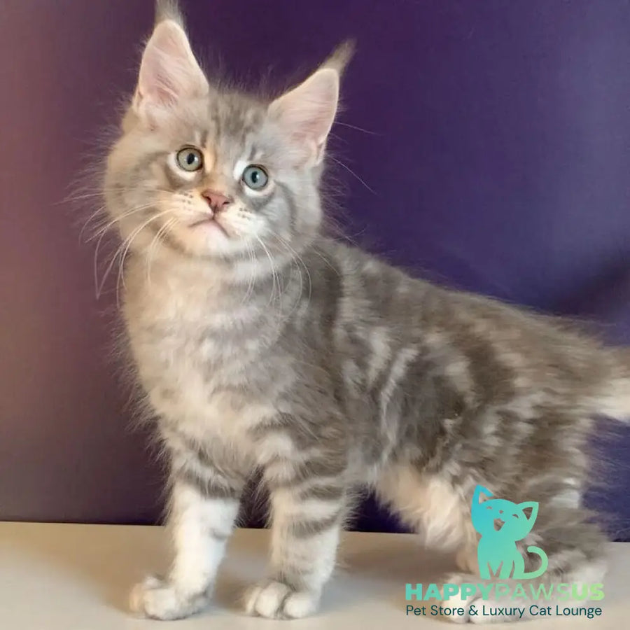 Rembrant Maine Coon male blue silver tabby - live animals