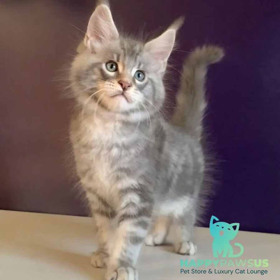Rembrant Maine Coon male blue silver tabby - live animals
