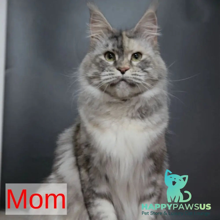 Rembrant Maine Coon male blue silver tabby - live animals