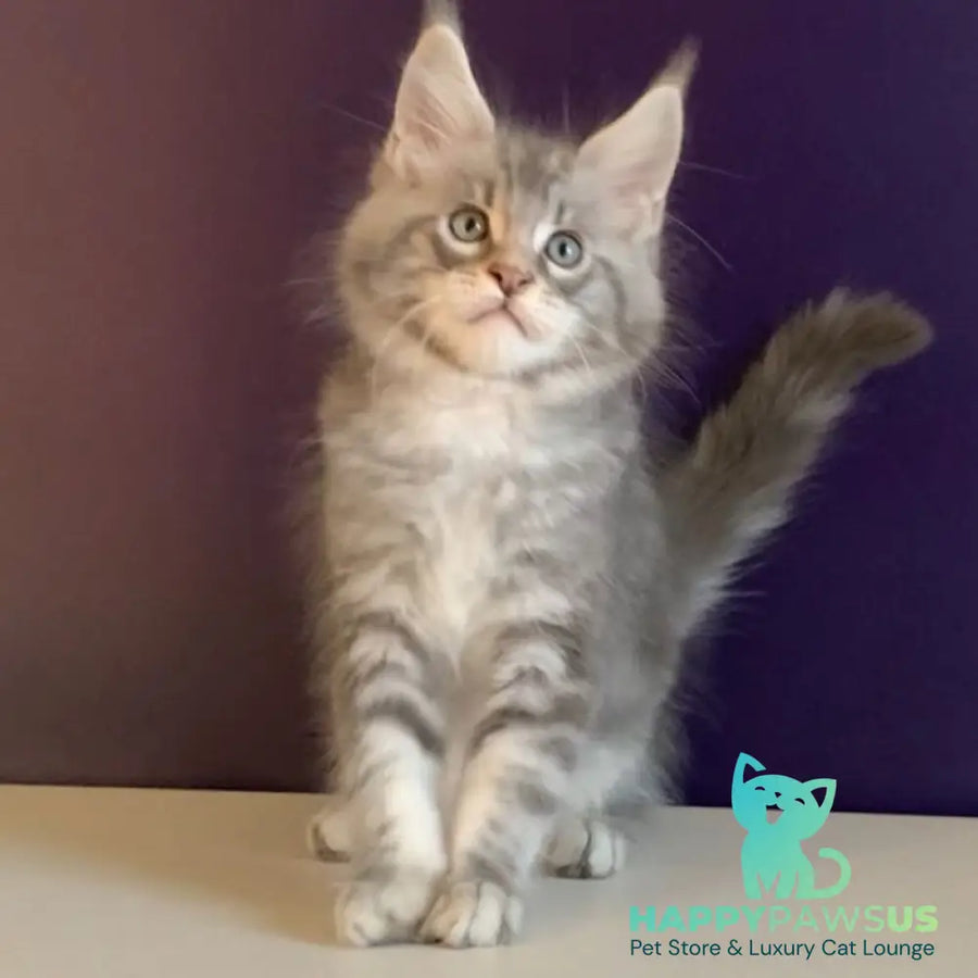 Rembrant Maine Coon male blue silver tabby - live animals