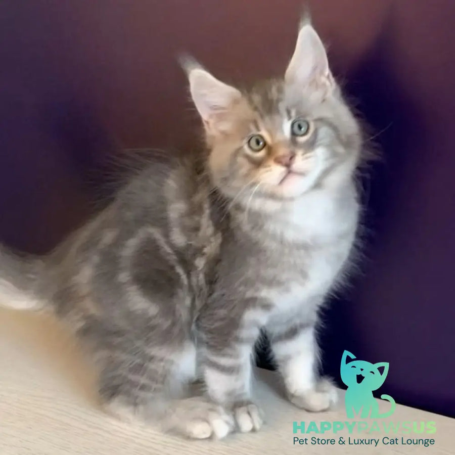 Rembrant Maine Coon male blue silver tabby - live animals