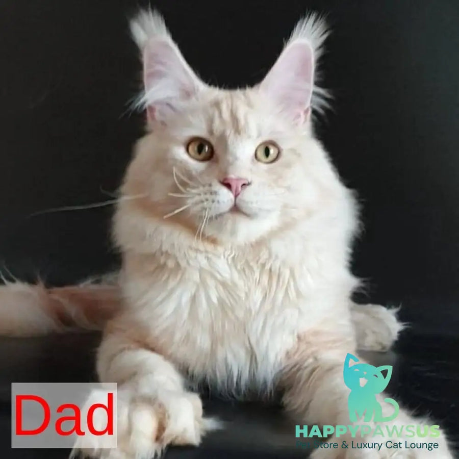 Rembrant Maine Coon male blue silver tabby - live animals