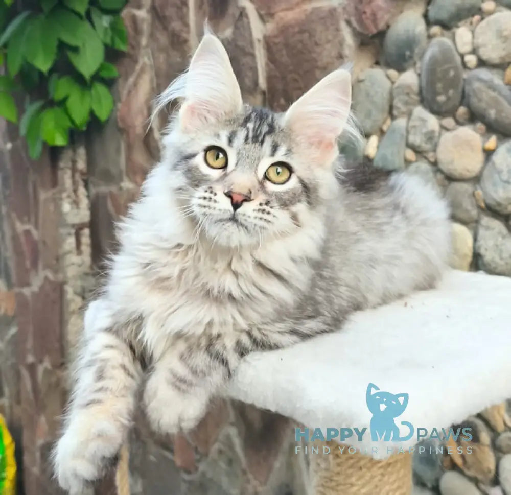 Remi Maine Coon male black silver spotted tabby live animals