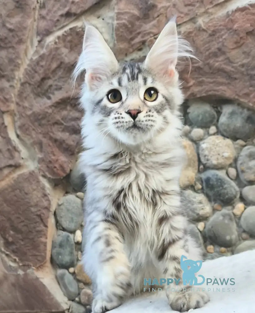 Remi Maine Coon male black silver spotted tabby live animals