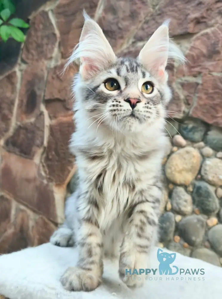 Remi Maine Coon male black silver spotted tabby live animals