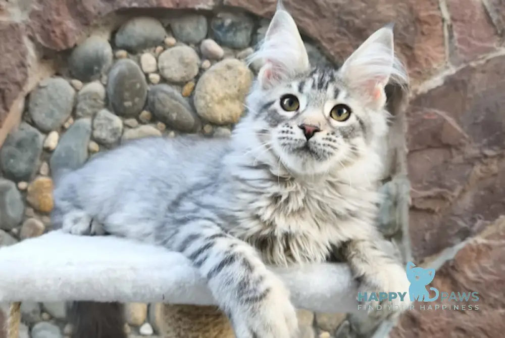 Remi Maine Coon male black silver spotted tabby live animals